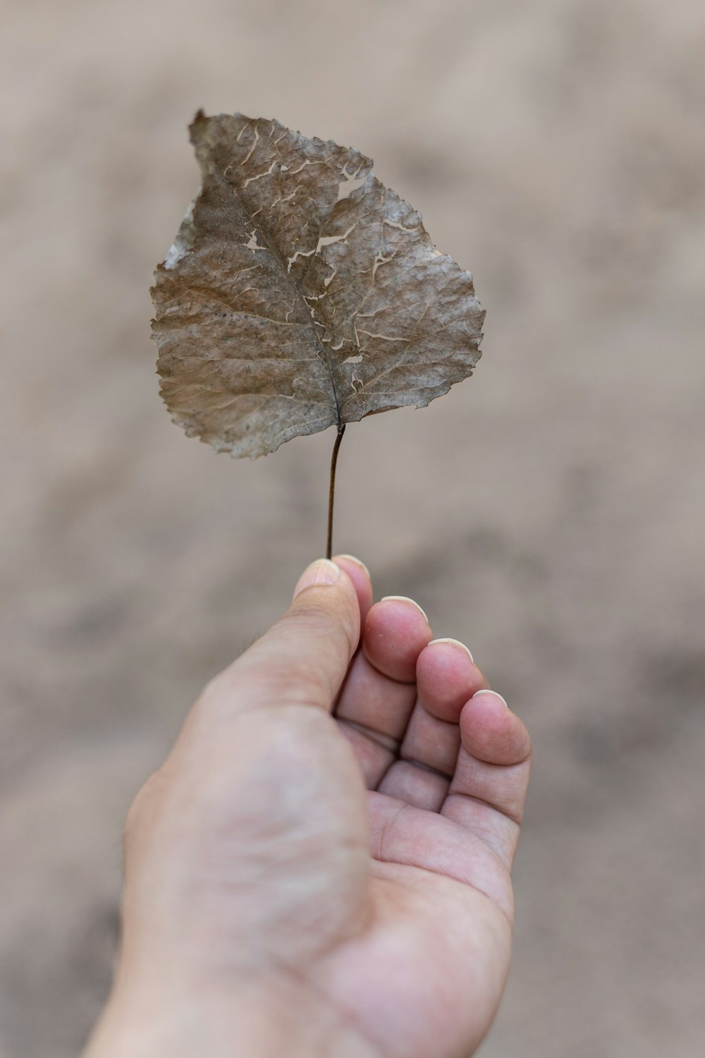 brown leaf on persons hand