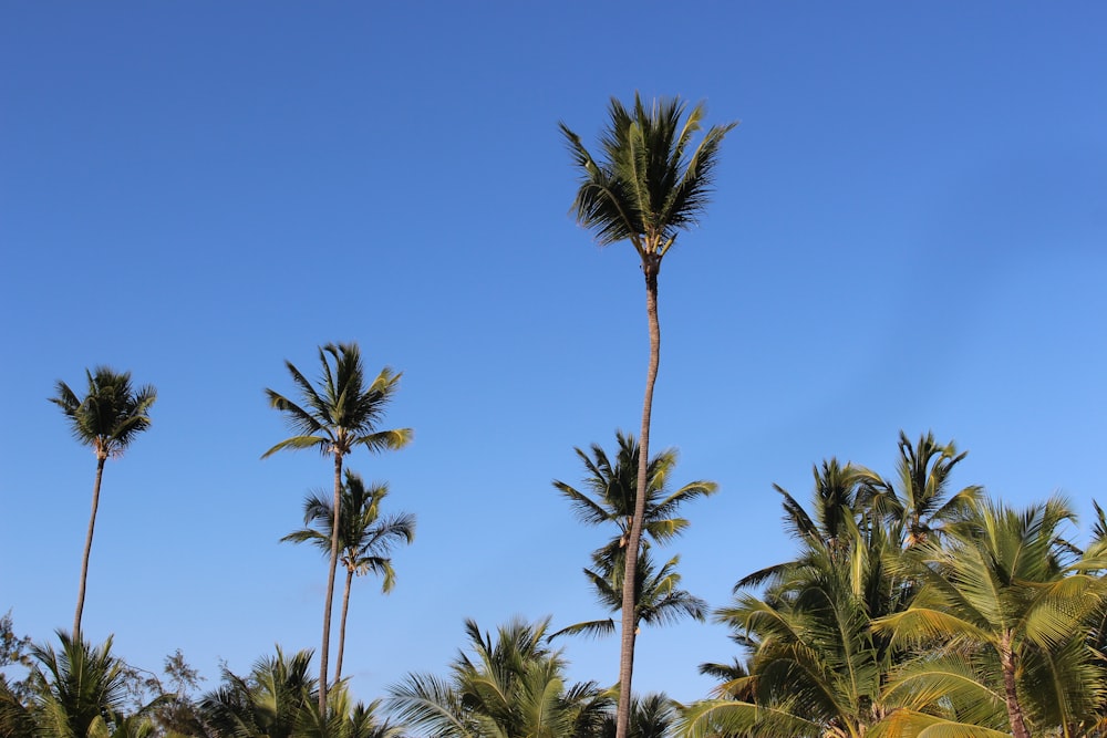palma verde sotto il cielo blu durante il giorno