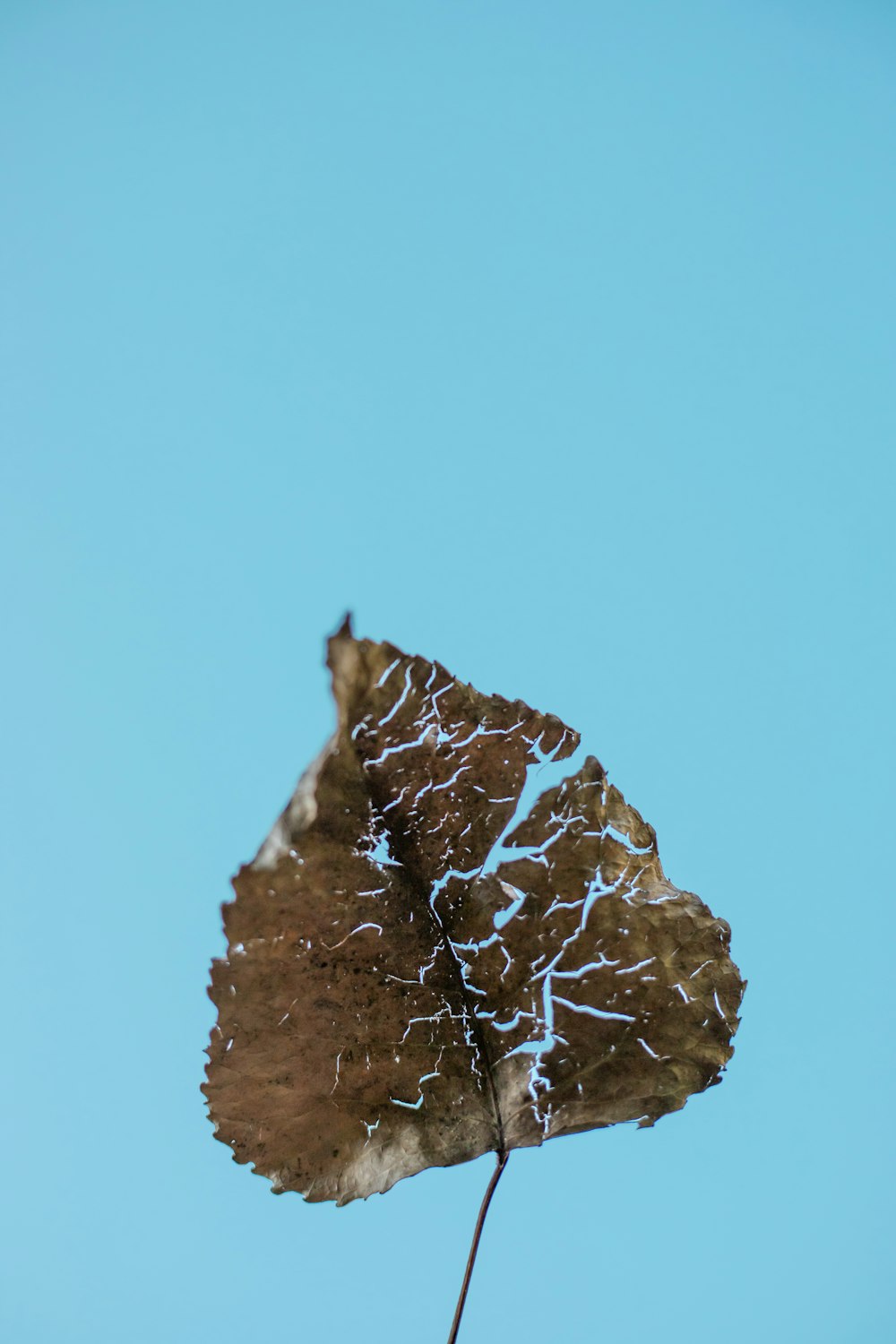 brown leaf with water droplets