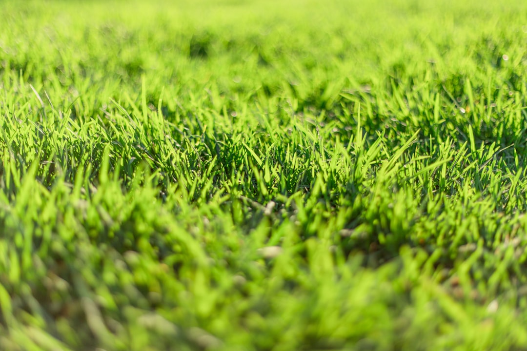 green grass field during daytime