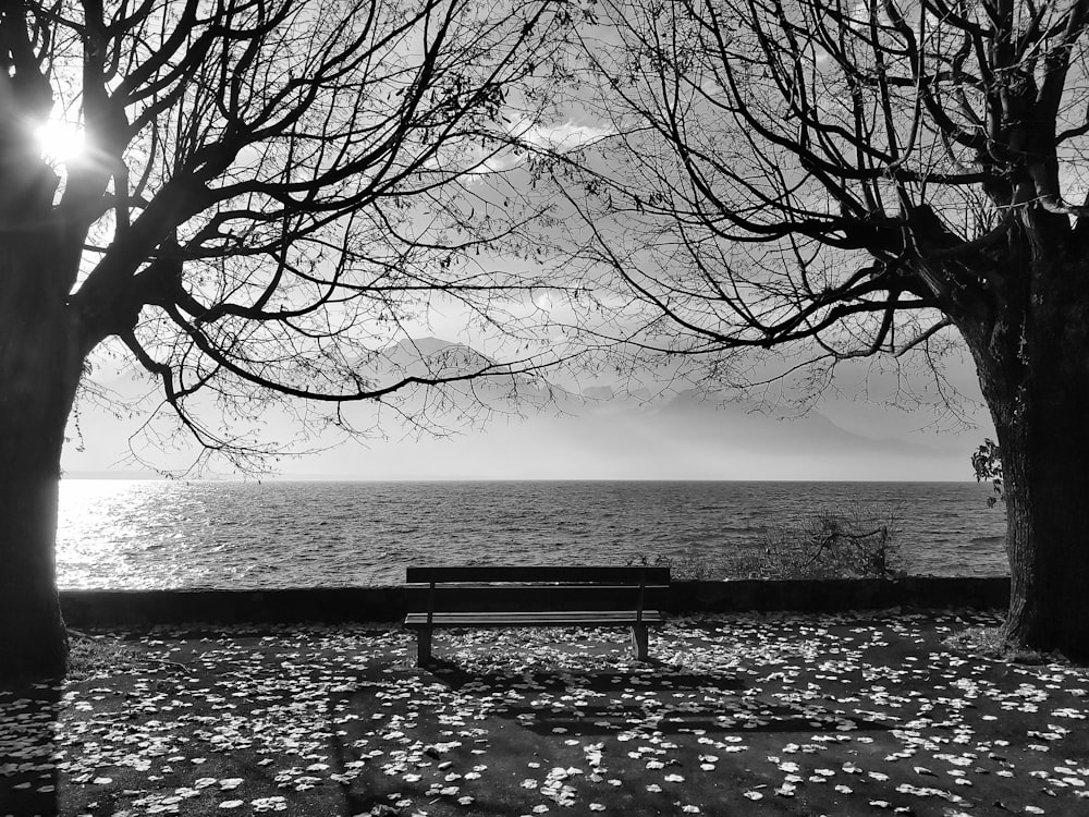 black wooden bench near bare tree during daytime