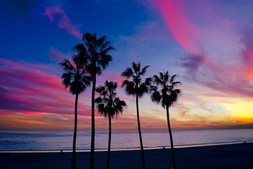 palm tree on beach shore during sunset