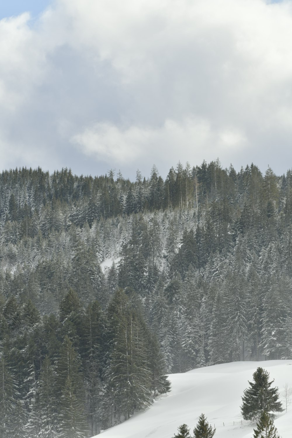 green pine trees covered with snow under white clouds