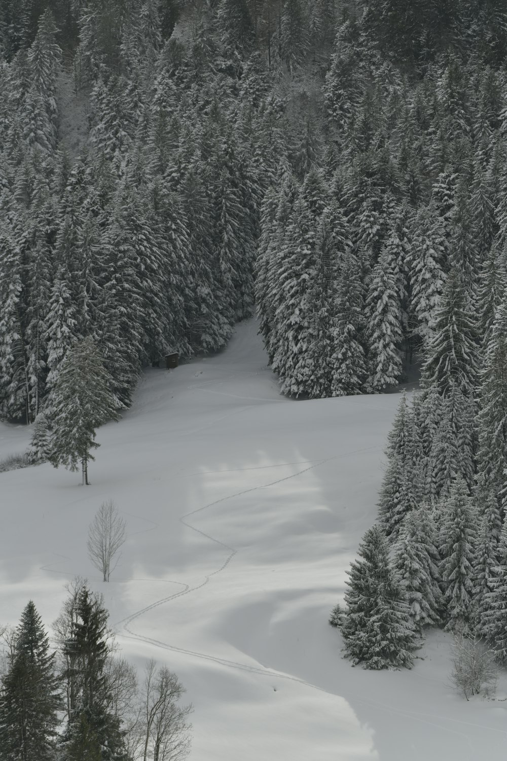 green pine trees covered with snow