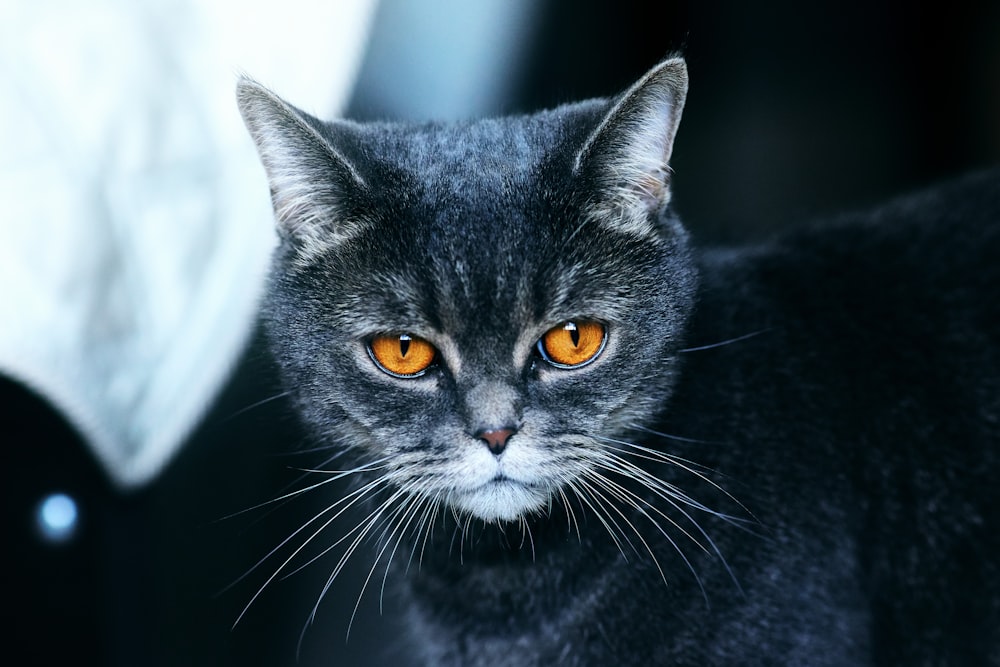 gatto nero su sfondo bianco