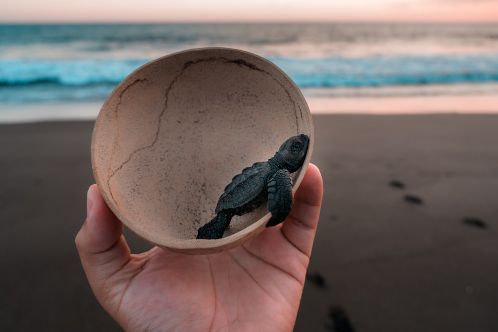 Person, die tagsüber eine graue und schwarze Schildkröte am Strand hält