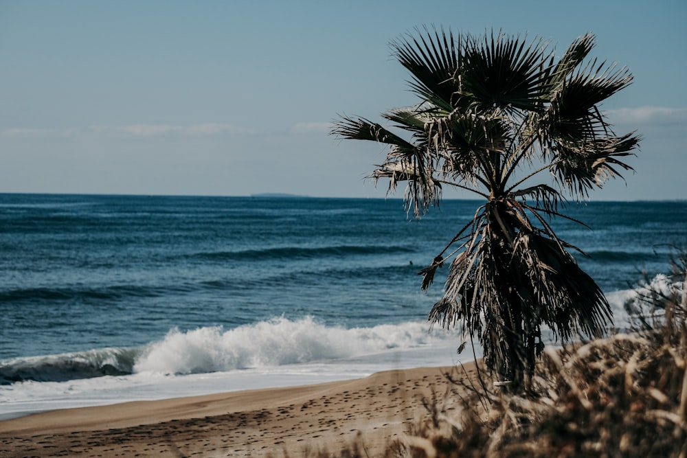 green palm tree near sea during daytime