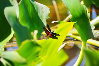 red and black dragonfly perched on green leaf in close up photography during daytime paraguay google meet background