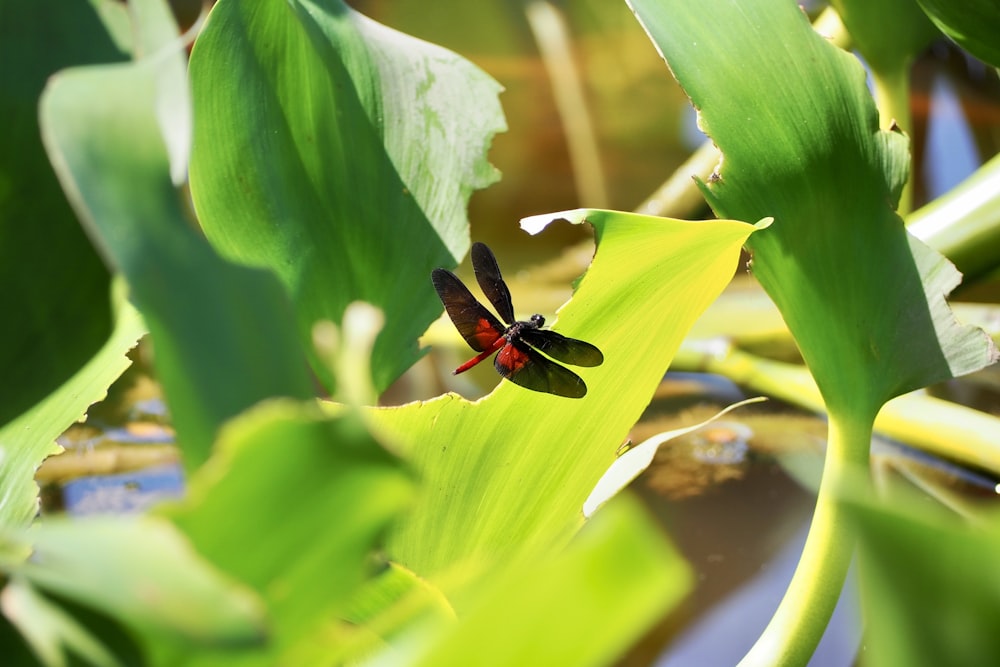 red and black dragonfly perched on green leaf in close up photography during daytime