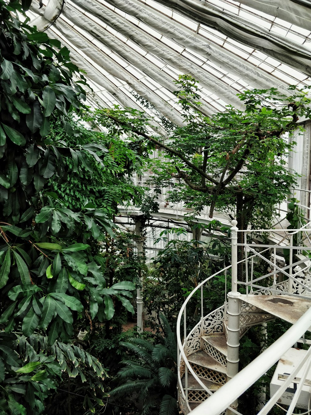 brown wooden ladder near green leaf plants