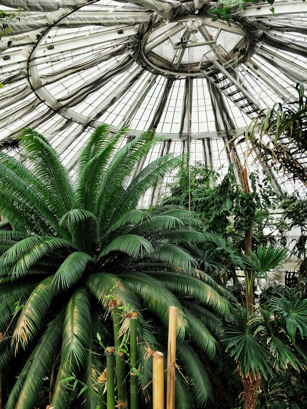 green palm tree inside greenhouse