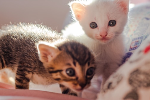 A cheerful puppy and curious kitten sitting side by side, looking up with bright eyes.