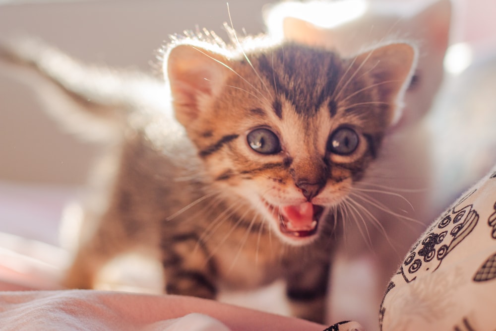 brown tabby kitten on white textile