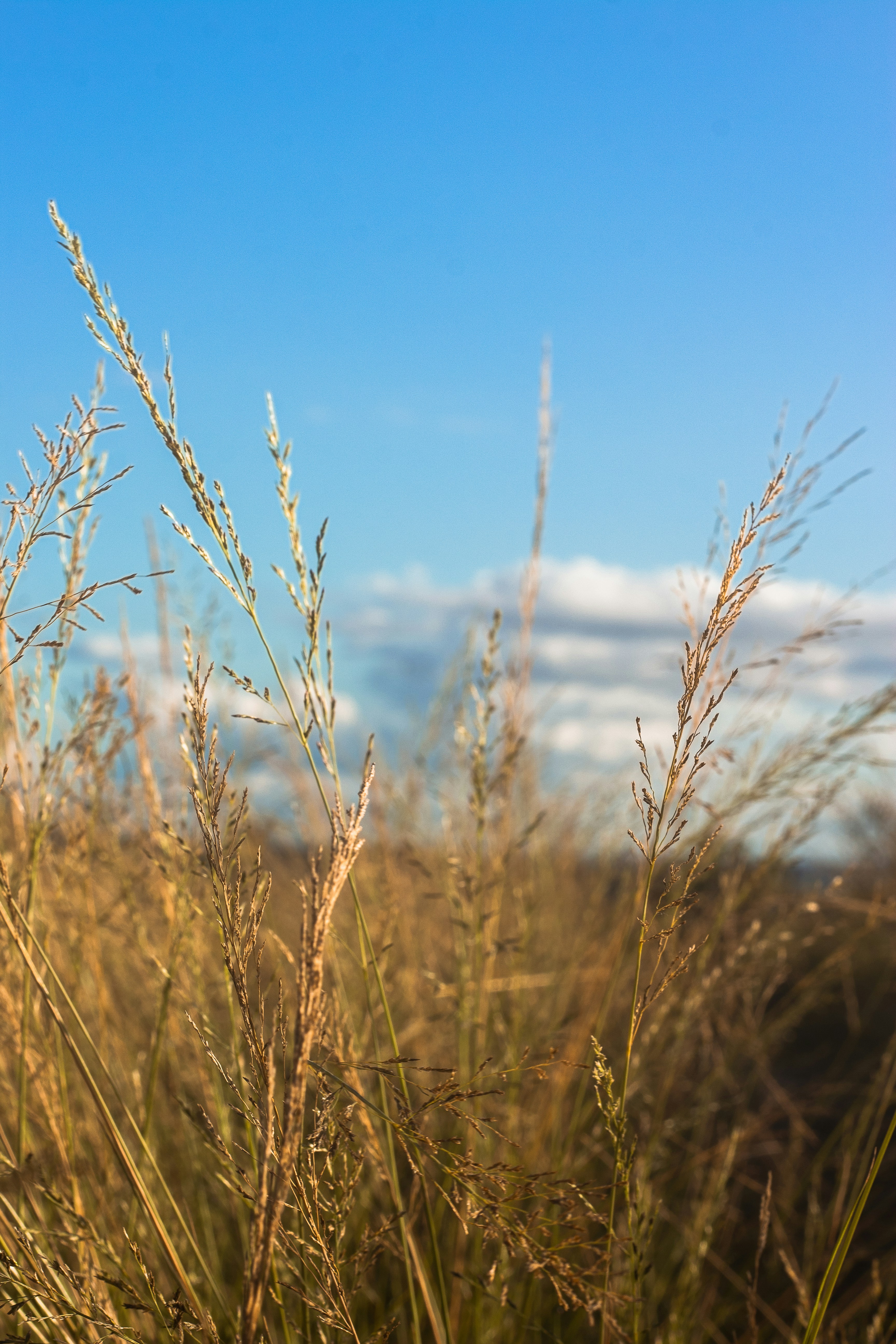 Photo by halannahalila