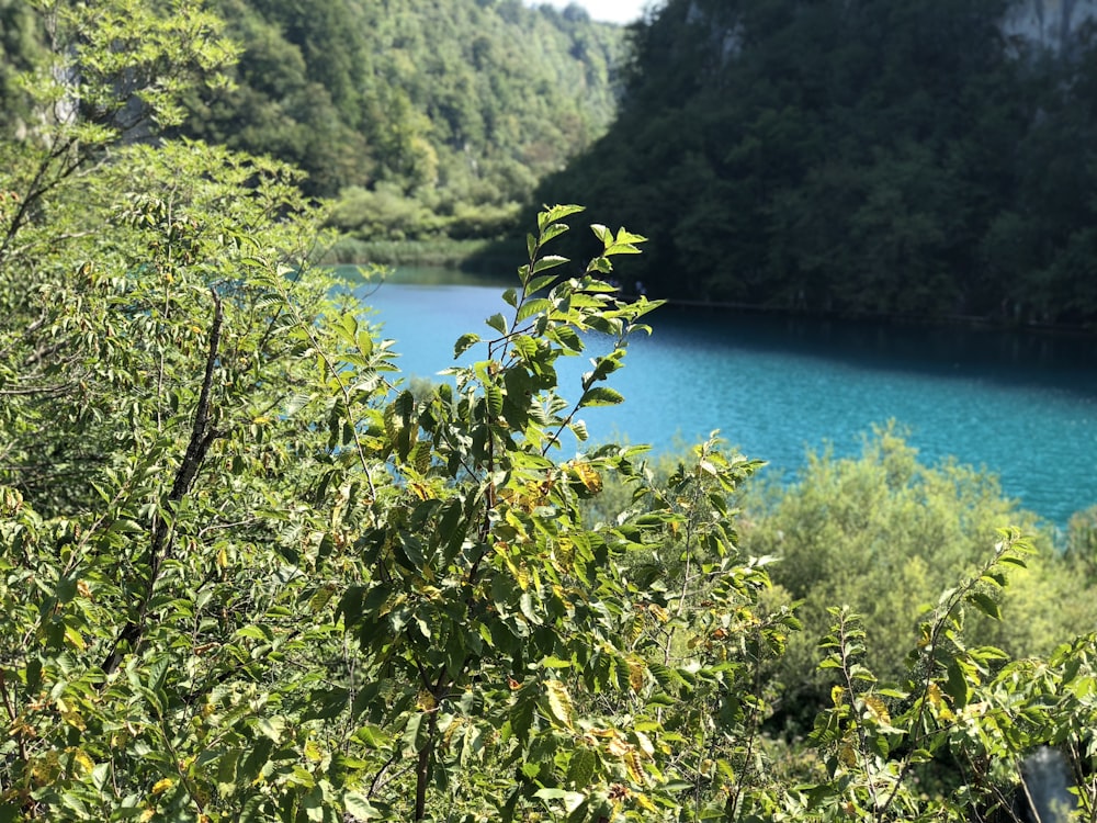 green leaves near body of water during daytime