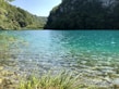 green trees beside body of water during daytime