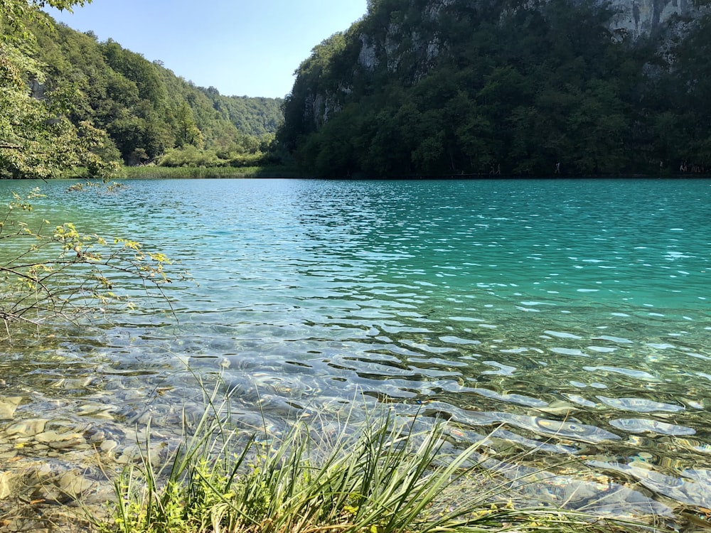 green trees beside body of water during daytime