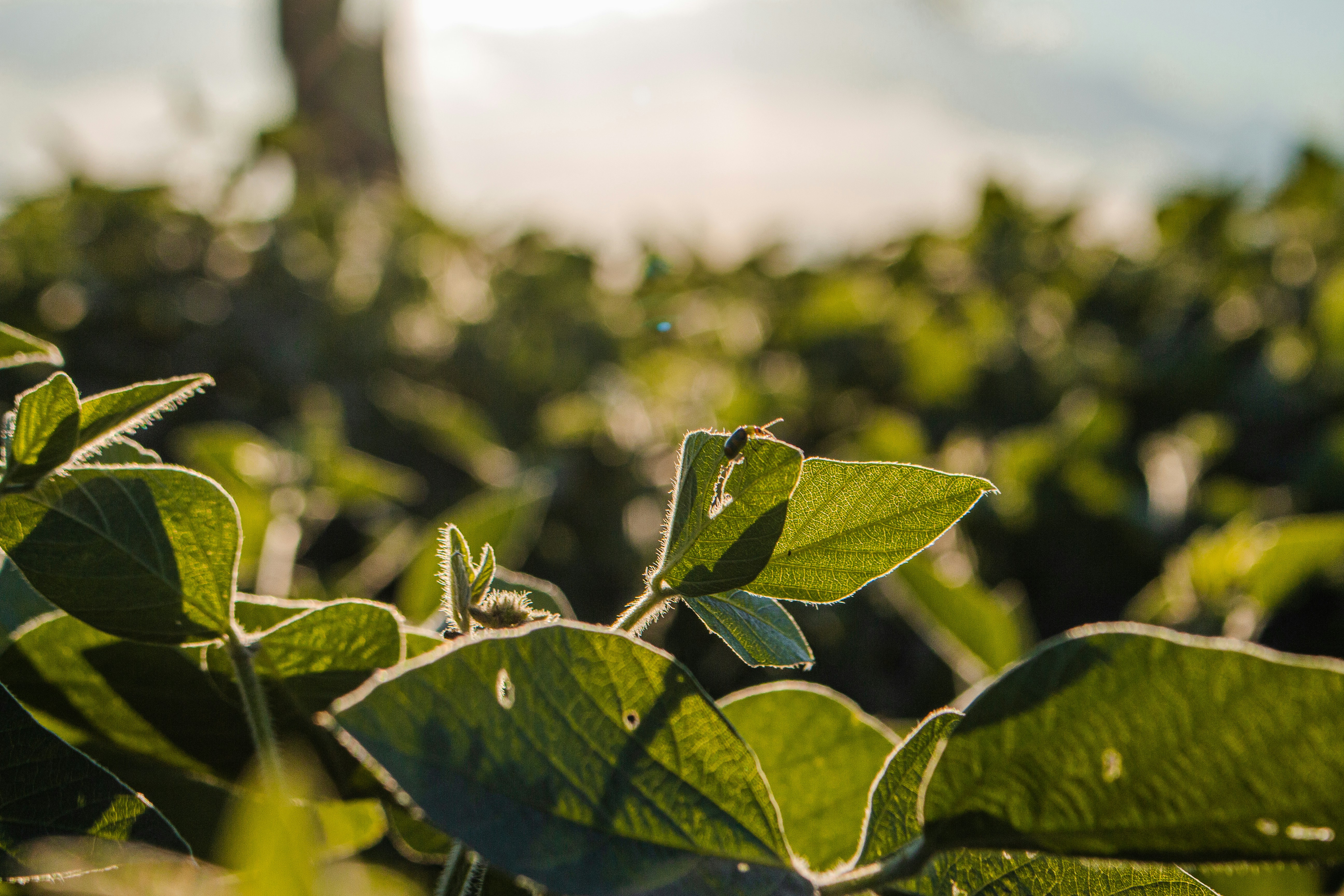 Photo by halannahalila