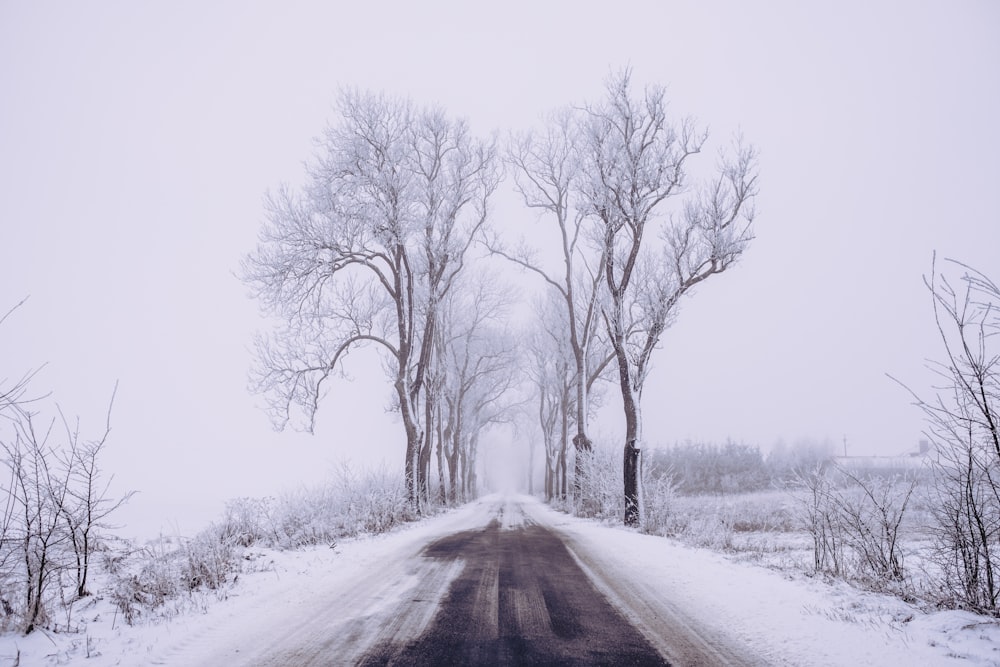 Schneebedeckte Straße zwischen kahlen Bäumen