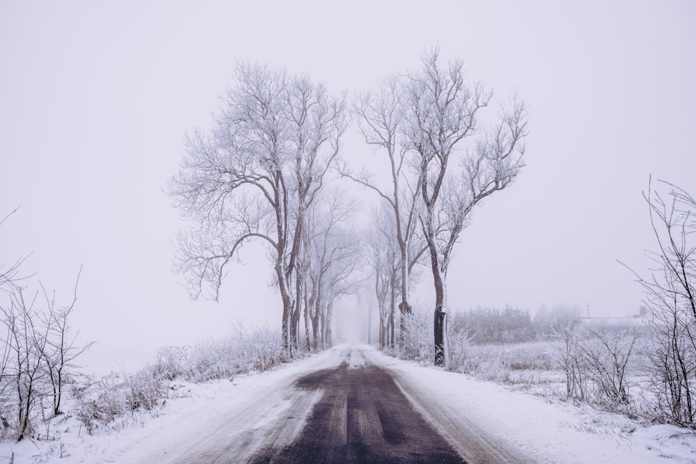 snow covered road between bare trees