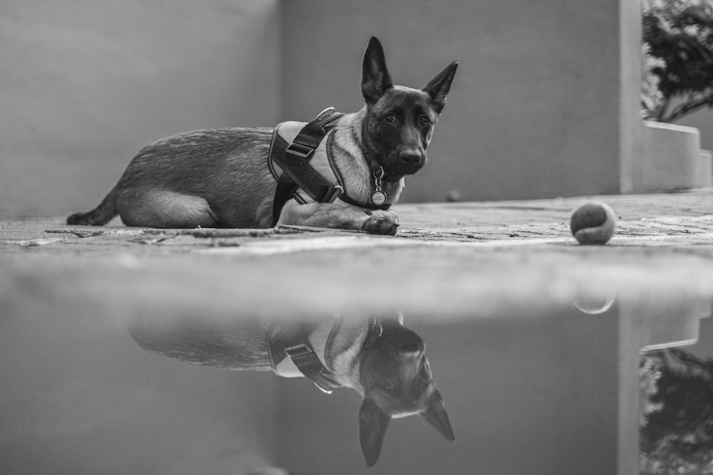 grayscale photo of short coated dog with leash