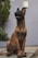brown and black short coated dog sitting on white concrete floor