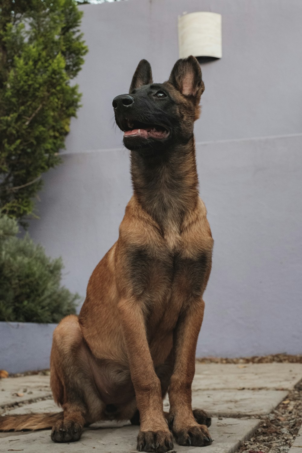 brown and black short coated dog sitting on white concrete floor