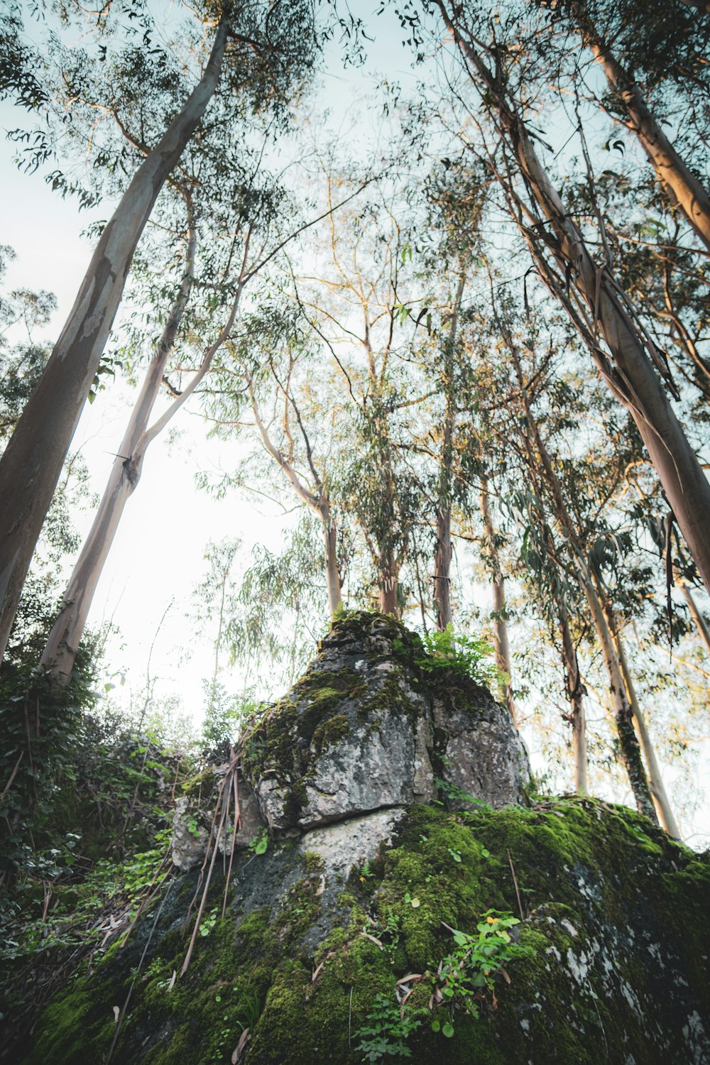 low angle photography of green trees during daytime