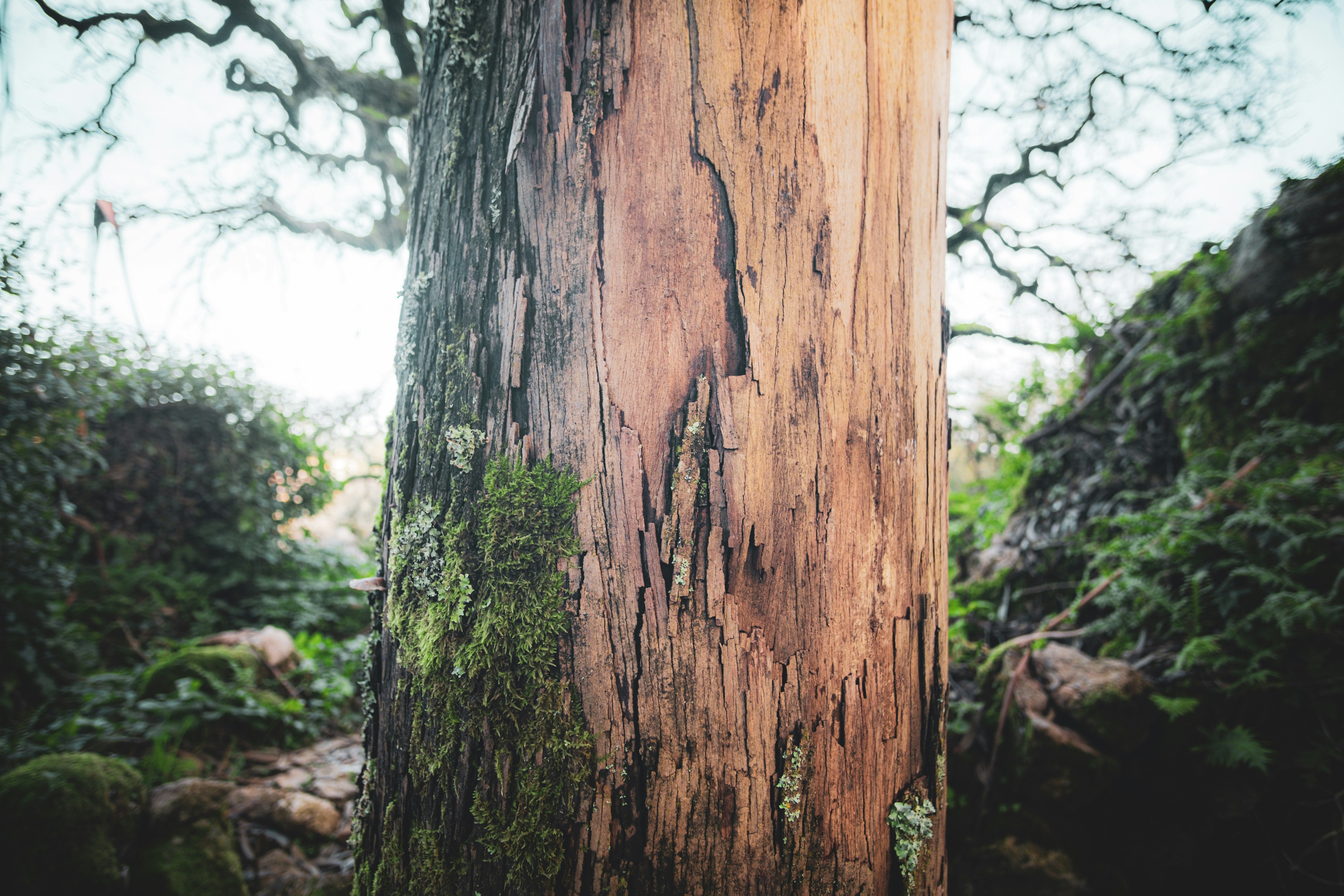 Photo by joaoscferrao