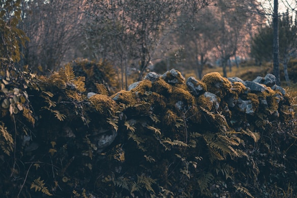 A moss-covered stone wall surrounded by ferns and natural foliage, set in a wooded area with bare trees. The atmosphere is serene and slightly mysterious, with diffused, soft lighting suggesting either dawn or dusk.