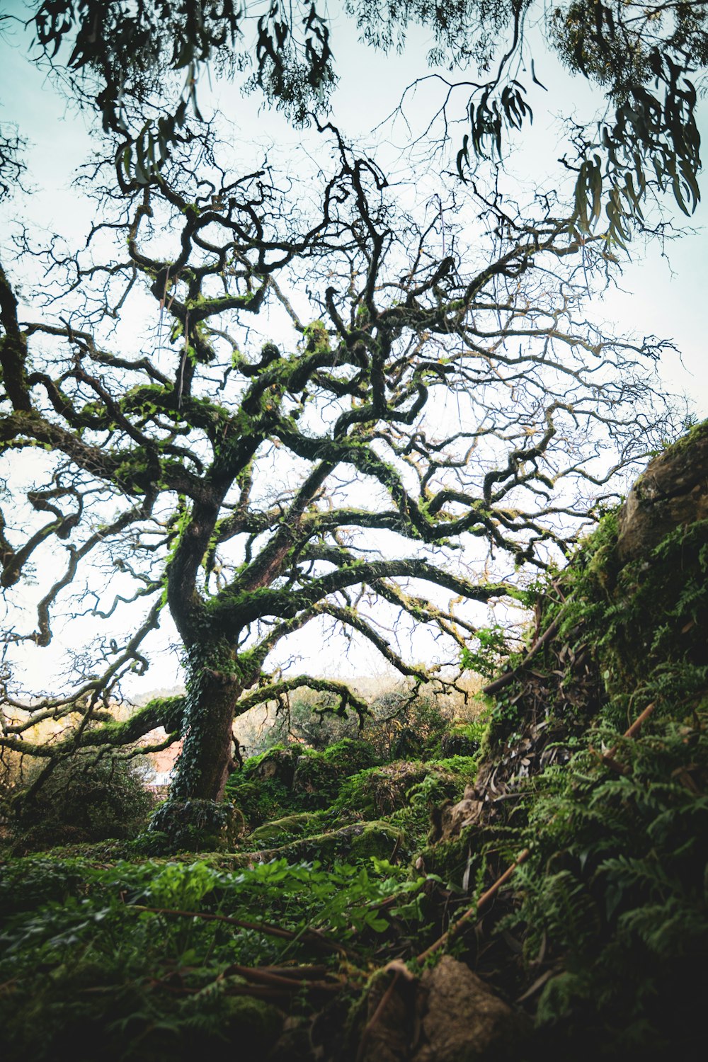 Arbre brun sur un champ d’herbe verte pendant la journée