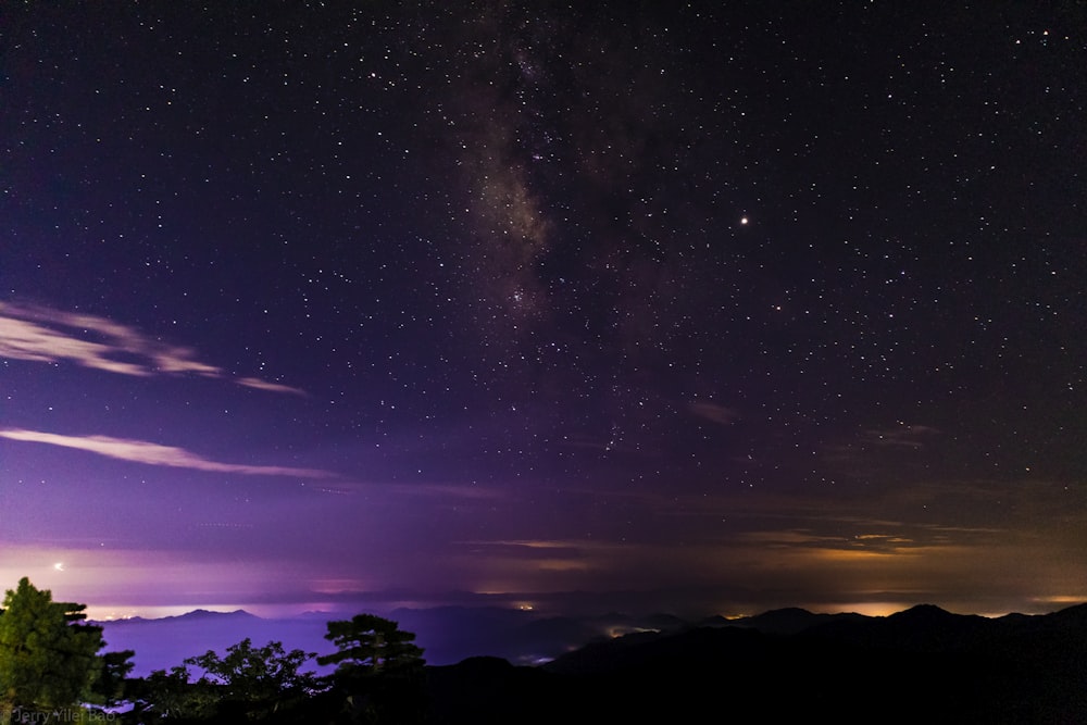 silhouette of trees under starry night