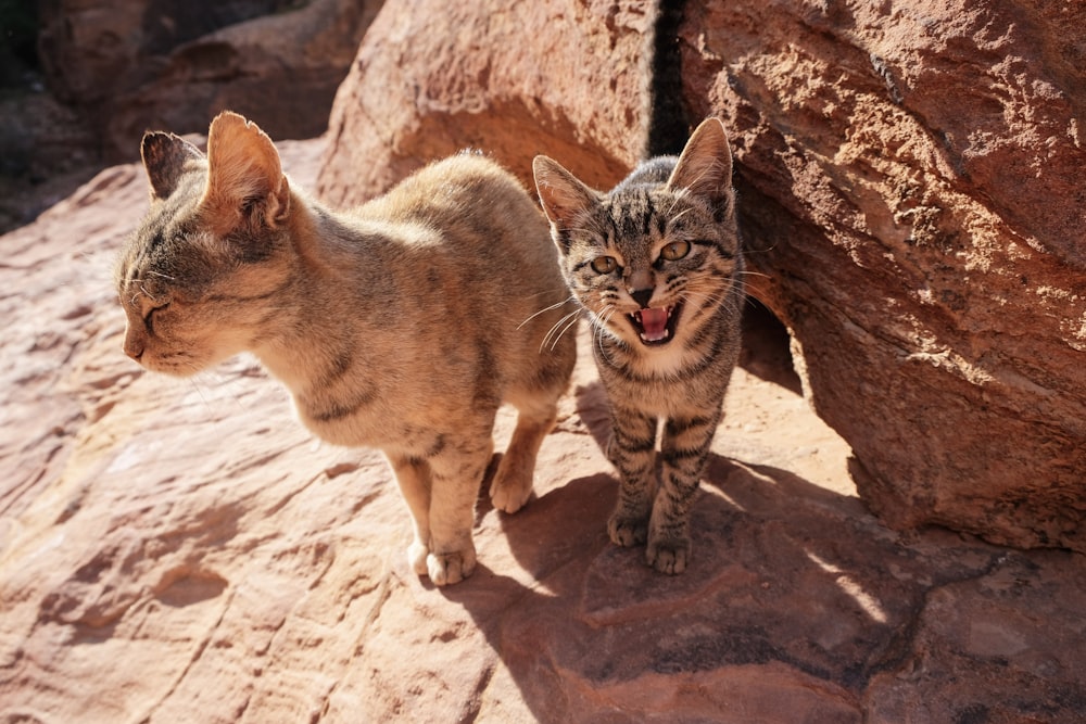 brown tabby cat on brown rock