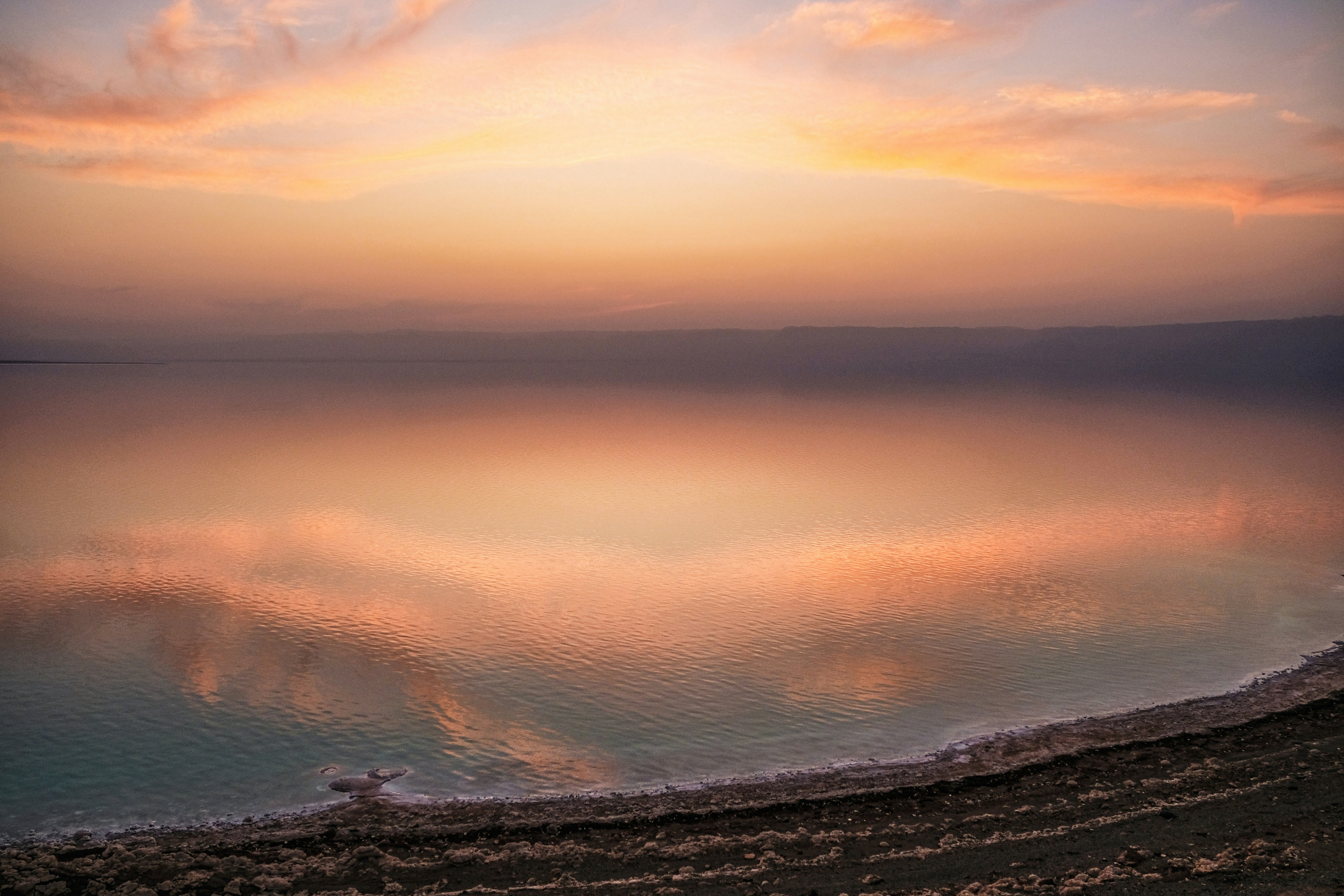 Dead Bird Pictures Download Free Images On Unsplash Images, Photos, Reviews