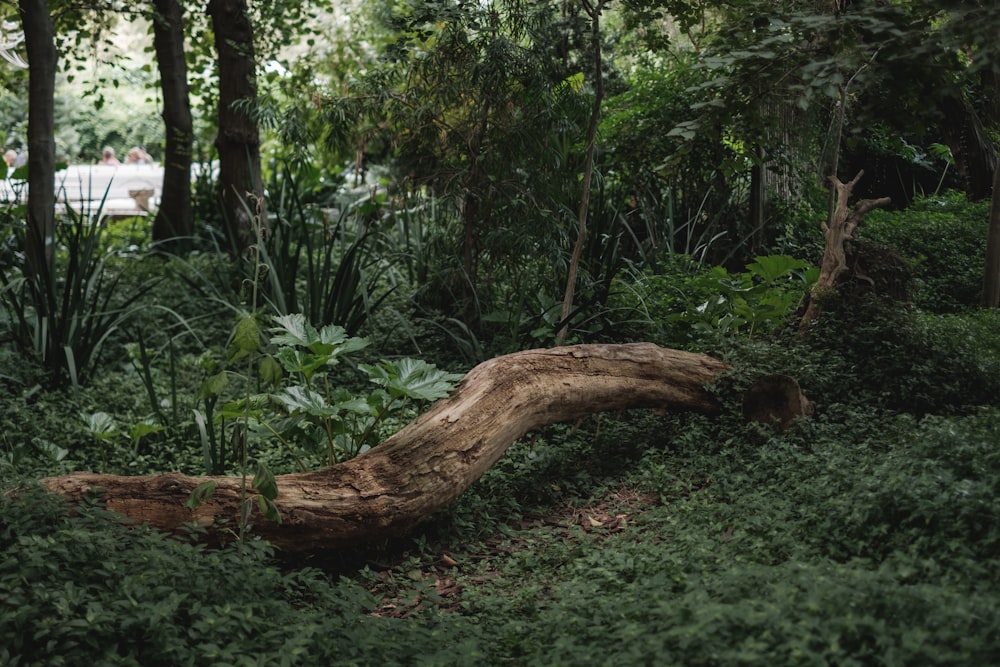 Tronco de árbol marrón en campo de hierba verde