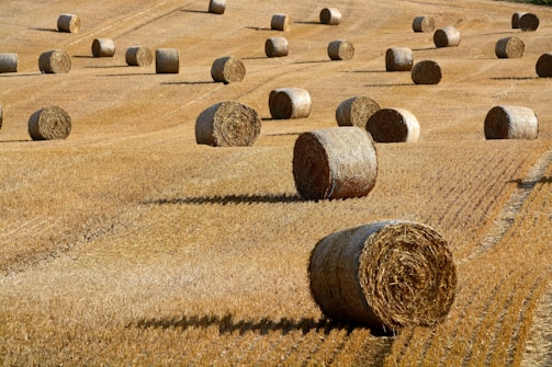brown hay roll on brown field