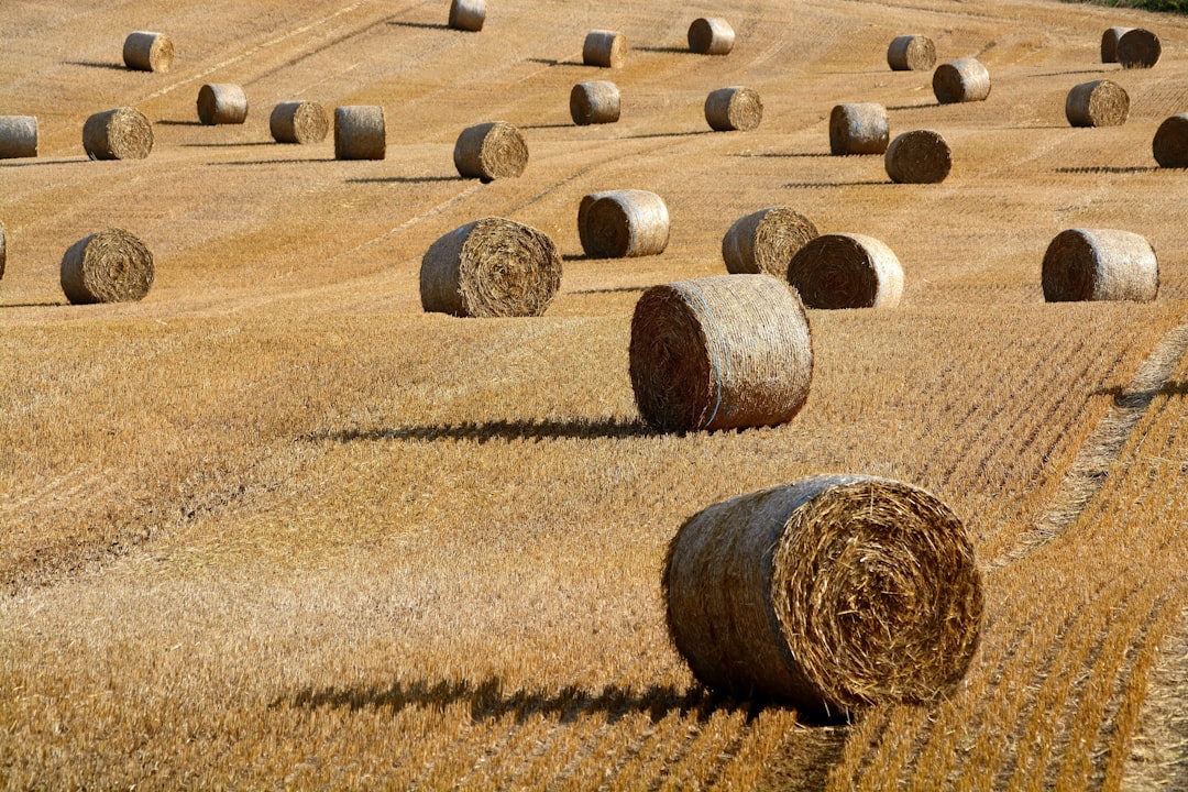 brown hay roll on brown field