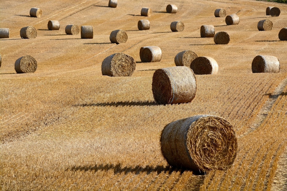 brown hay roll on brown field