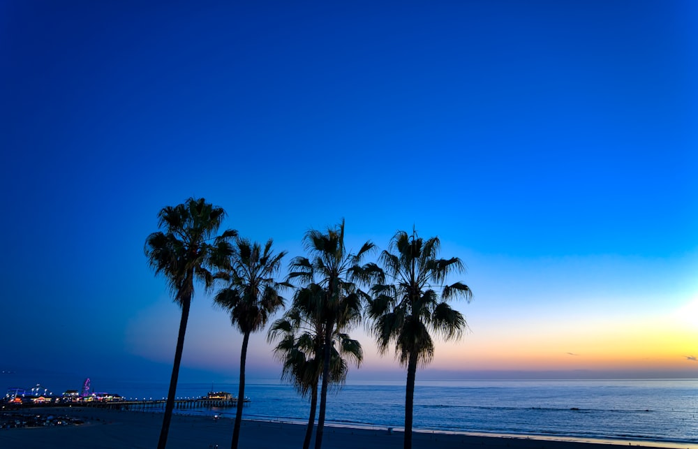 palm tree near body of water during sunset