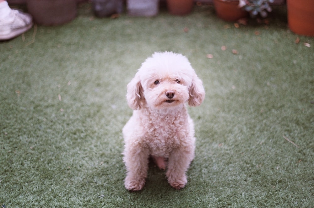 white poodle puppy on green grass field during daytime