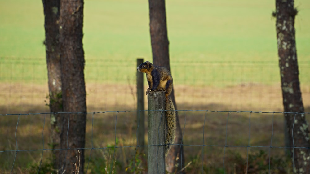 brown squirrel on gray metal fence during daytime