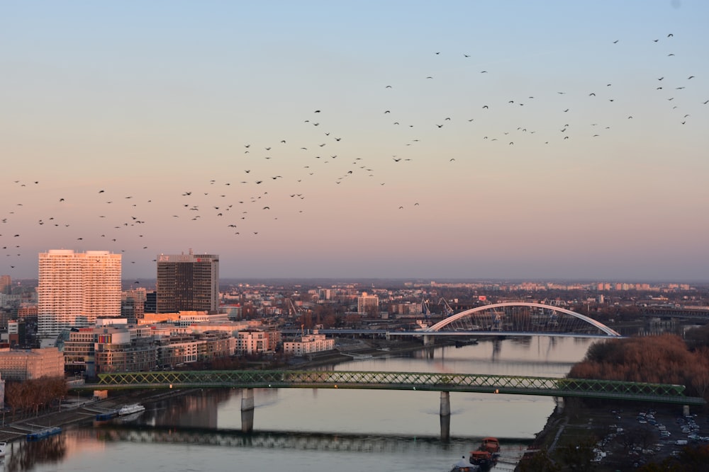 birds flying over the bridge during sunset