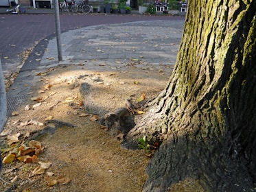 A large tree trunk is surrounded by a textured pavement area with patches of soil and leaves scattered around. The sunlight creates dappled patterns on the ground and trunk. There is a street corner with bicycles and urban furniture in the background.