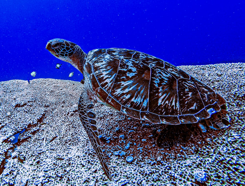 Braune Schildkröte schwimmt auf dem Wasser