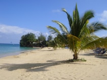A tranquil beach scene with golden sand leading to turquoise waters. A solitary palm tree stands prominently in the foreground, casting a shadow on the sand. Sun loungers are lined up along the beach, and lush green foliage forms a backdrop. The bright blue sky has a few scattered clouds, and there is a parasail visible in the distance.