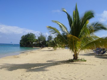 A tranquil beach scene with golden sand leading to turquoise waters. A solitary palm tree stands prominently in the foreground, casting a shadow on the sand. Sun loungers are lined up along the beach, and lush green foliage forms a backdrop. The bright blue sky has a few scattered clouds, and there is a parasail visible in the distance.