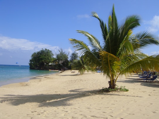 A tranquil beach scene with golden sand leading to turquoise waters. A solitary palm tree stands prominently in the foreground, casting a shadow on the sand. Sun loungers are lined up along the beach, and lush green foliage forms a backdrop. The bright blue sky has a few scattered clouds, and there is a parasail visible in the distance.