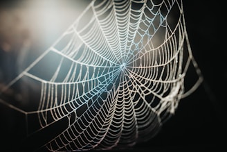 An intricate close-up of a spider weaving its web in dim light.