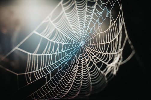 An intricate close-up of a spider weaving its web in dim light.