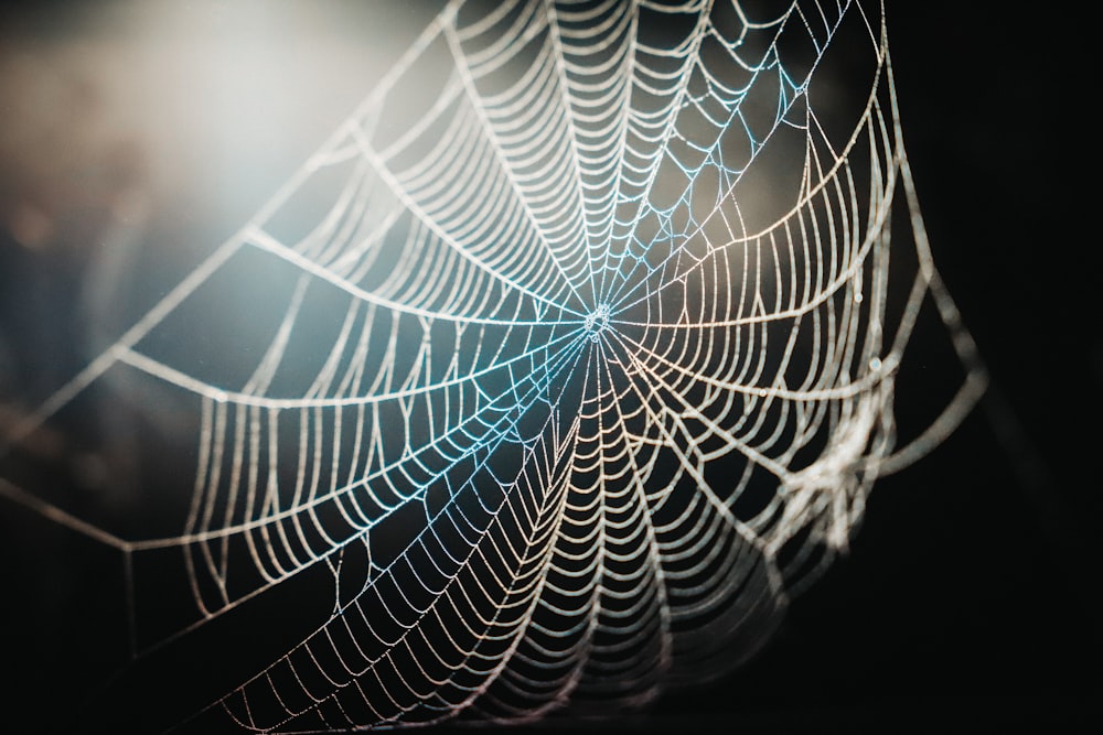 spider web in close up photography